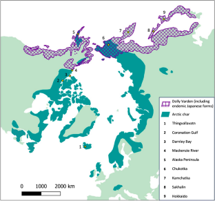 An updated review of the post-glacial history, ecology, and diversity of Arctic char (Salvelinus alpinus) and Dolly Varden (S. malma)