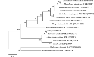 Efficient flocculation pretreatment of coal gasification wastewater by halophilic bacterium Halovibrio variabilis TG-5.