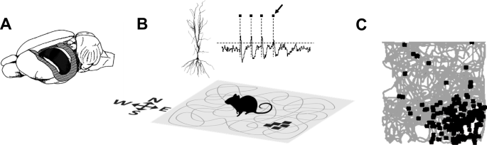 The mosaic structure of the mammalian cognitive map.