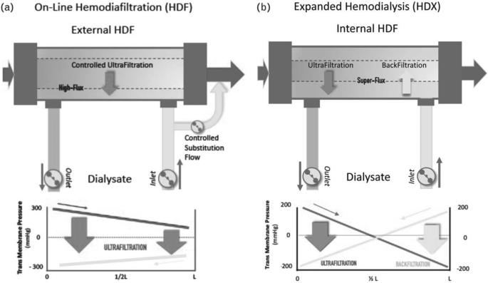 On the total albumin losses during haemocatharsis.