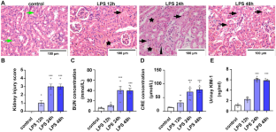 Cytosolic mtDNA-cGAS-STING axis contributes to sepsis-induced acute kidney injury via activating the NLRP3 inflammasome.