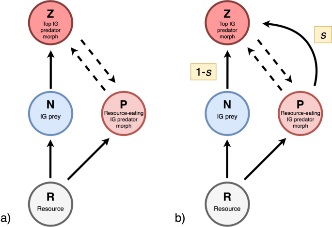 Preferential cannibalism as a key stabilizing mechanism of intraguild predation systems with trophic polymorphic predators