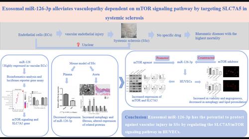 Exosomal miR-126-3p: Potential protection against vascular damage by regulating the SLC7A5/mTOR Signalling pathway in human umbilical vein endothelial cells