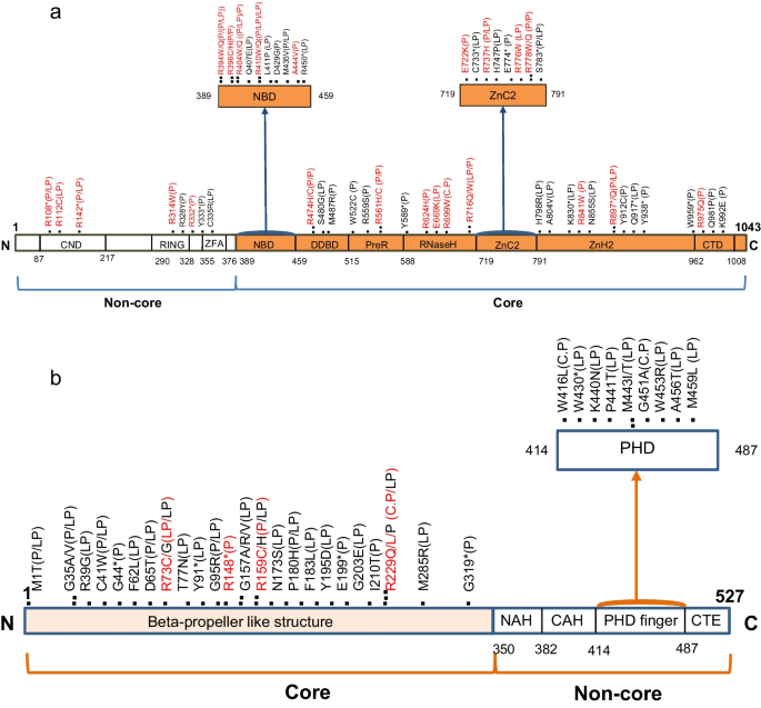 Evolutionary preservation of CpG dinucleotides in RAG1 may elucidate the relatively high rate of methylation-mediated mutagenesis of RAG1 transposase.