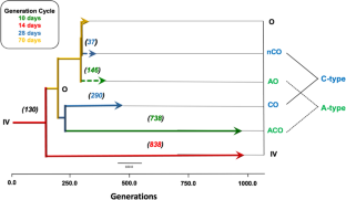 Genomewide architecture of adaptation in experimentally evolved Drosophila characterized by widespread pleiotropy