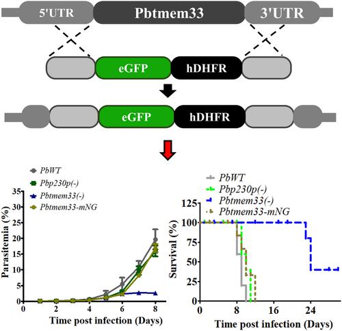 Endoplasmic reticulum localized TMEM33 domain-containing protein is crucial for all life cycle stages of the malaria parasite.