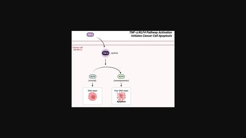 The mechanisms of tumor necrosis factor α in regulating Krüpple-like factor 4 expression in SK-BR-3 breast cancer cells.