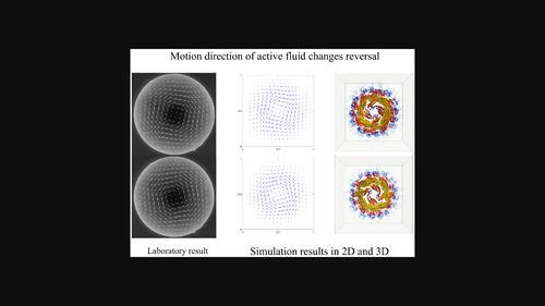 Unconditionally stable fully-discrete finite element numerical scheme for active fluid model