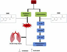 Danshensu methyl ester attenuated LPS-induced acute lung injury by inhibiting TLR4/NF-κB pathway