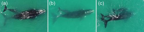 Allosuckling in southern right whale calves