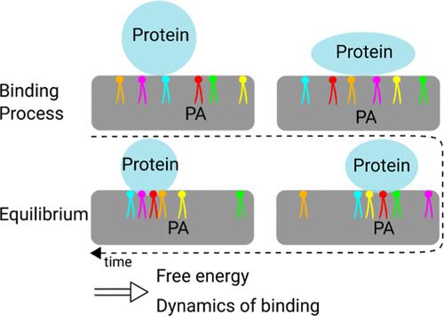 Elucidating the Membrane Binding Process of a Disordered Protein: Dynamic Interplay of Anionic Lipids and the Polybasic Region