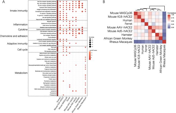 SARS-CoV-2 immunity in animal models