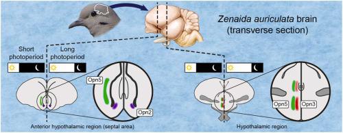 Three different seasonally expressed opsins are present in the brain of the Eared Dove, an opportunist breeder