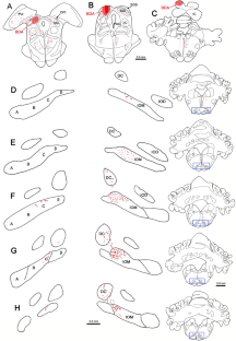 The superior colliculus projection upon the macaque inferior olive.