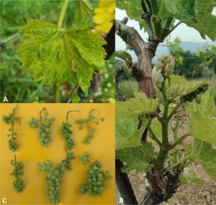 Integrative characterization and phylogenetic relationships of Xiphinema rivesi and X. pachtaicum (Nematoda, Longidoridae) associated to vineyards in North Italy