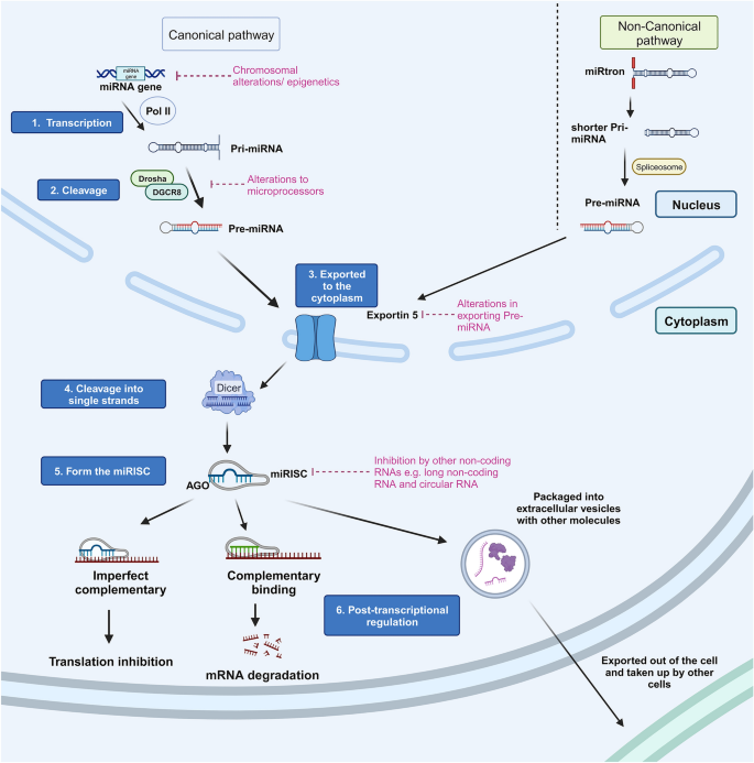 miRNAs in pancreatic cancer progression and metastasis.