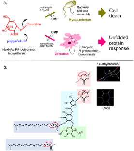 The tunicamycin derivative TunR2 exhibits potent antibiotic properties with low toxicity in an in vivo Mycobacterium marinum-zebrafish TB infection model