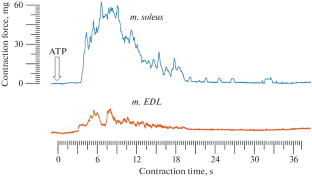 ATP Causes Contraction of Denervated Skeletal Muscles