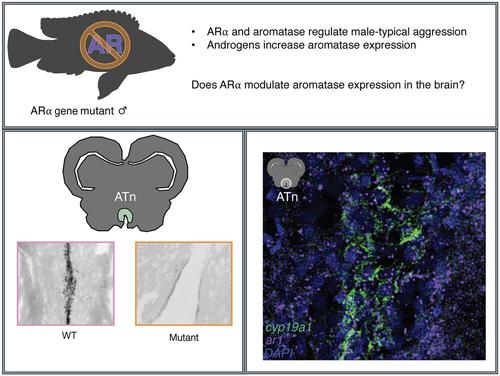 Androgen receptor deficiency is associated with reduced aromatase expression in the ventromedial hypothalamus of male cichlids