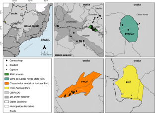 Size does not matter: natural history and sexual dimorphism of the striped hog-nosed skunk (Conepatus amazonicus) in Central Brazil