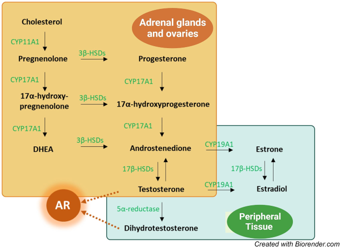 Androgen deficiency in hypopituitary women: its consequences and management.