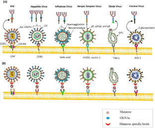 Mannose-specific plant and microbial lectins as antiviral agents: A review