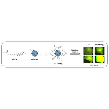 Mannose-coupled AAV2: a second generation AAV vector for increased retinal gene therapy efficiency