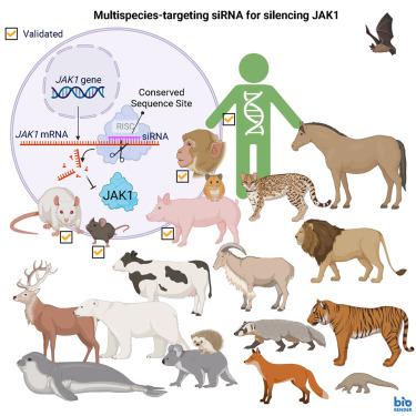 Multispecies-targeting siRNAs for the modulation of JAK1 in the skin