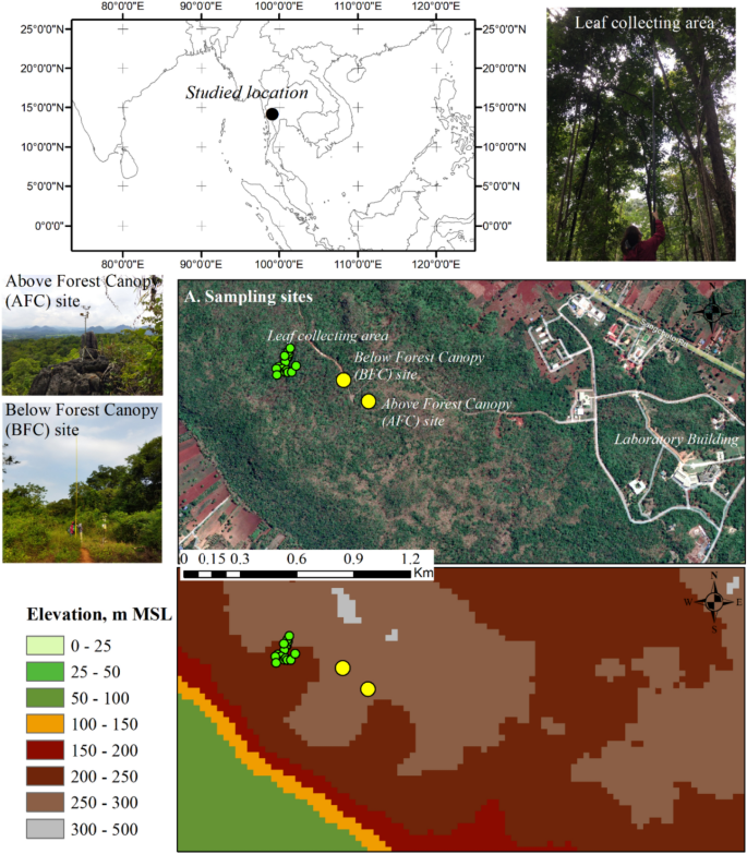 Dust captured by a canopy and individual leaves of trees in the tropical mixed deciduous forest: Magnitude and influencing factors