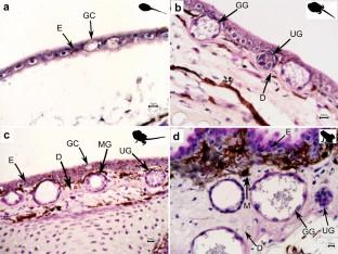 Comparative ontogeny of skin glands in Rhinella and Incilius toads