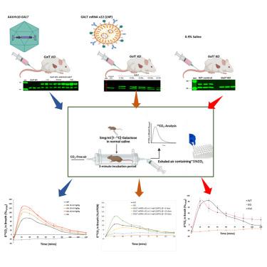 Whole-body galactose oxidation as a robust functional assay to assess the efficacy of gene-based therapies in a mouse model of Galactosemia