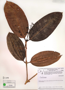 A new species of the Marlierea group (Myrcia sect. Aulomyrcia, Myrtaceae) from the cacao region of Bahia, Brazil