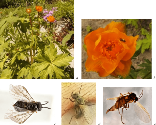 Consortial Associations of Insects (Insecta) and Springtails (Collembola) with Trollius asiaticus L. (Ranunculaceae)