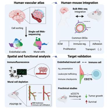 Interrogation of endothelial and mural cells in brain metastasis reveals key immune-regulatory mechanisms.