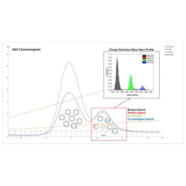 Recombinant AAV Genome Size Effect on Viral Vector Production, Purification, and Thermostability