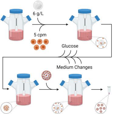 High-titer manufacturing of SARS-CoV-2 spike-pseudotyped VSV in stirred-tank bioreactors