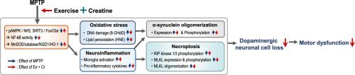 Creatine supplementation with exercise reduces α-synuclein oligomerization and necroptosis in Parkinson's disease mouse model