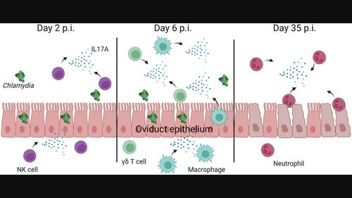 Haematopoietic innate interleukin 17A production drives immunopathology in female mouse genital Chlamydia muridarum infection