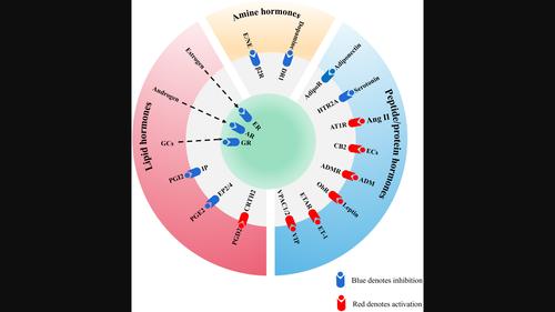 The role of hormones in ILC2-driven allergic airway inflammation