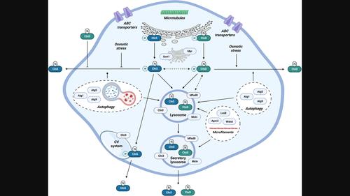 Mechanisms regulating the intracellular trafficking and release of CLN5 and CTSD