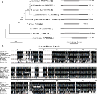 MAPKK CsSTE7 is critical for appressorium formation and pathogenicity in pepper anthracnose fungus, Colletotrichum scovillei