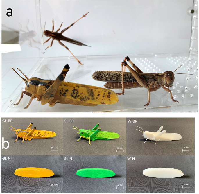 Robot-Locust Social Information Transfer Occurs in Predator Avoidance Contexts