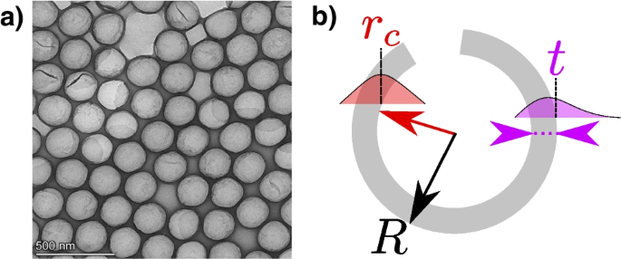 Traceable characterization of hollow organosilica beads as potential reference materials for extracellular vesicle measurements with optical techniques.