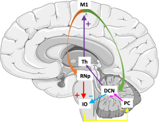 A theoretical perspective on action consequences in action imagery: internal prediction as an essential mechanism to detect errors: a commentary on Rieger et al. 2023.