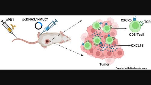 Unlocking PD-1 antibody resistance: The MUC1 DNA vaccine augments CD8+ T cell infiltration and attenuates tumour suppression