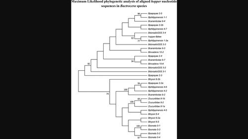 The hAT family hopper transposon exists as highly similar yet discontinuous elements in the Bactrocera tephritid fly genus