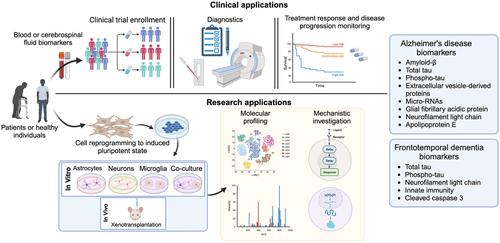 Induced pluripotent stem cell models as a tool to investigate and test fluid biomarkers in Alzheimer's disease and frontotemporal dementia