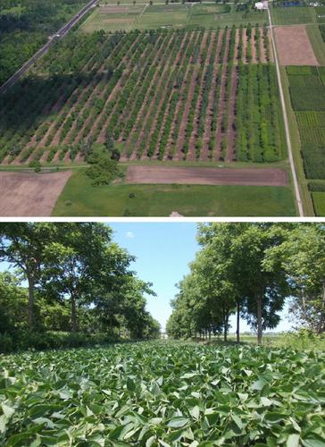 Allometric equations for estimating aboveground biomass carbon in five tree species grown in an intercropping agroforestry system in southern Ontario, Canada