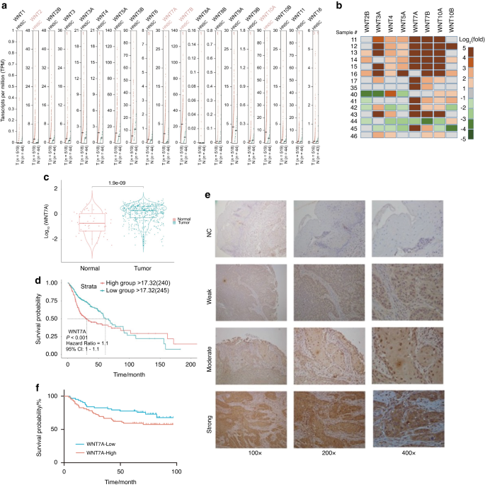 WNT7A promotes tumorigenesis of head and neck squamous cell carcinoma via activating FZD7/JAK1/STAT3 signaling