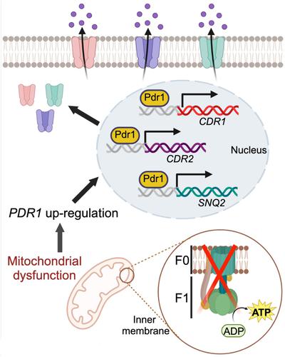 Genome-wide profiling of piggyBac transposon insertion mutants reveals loss of the F<sub>1</sub>F<sub>0</sub> ATPase complex causes fluconazole resistance in Candida glabrata.